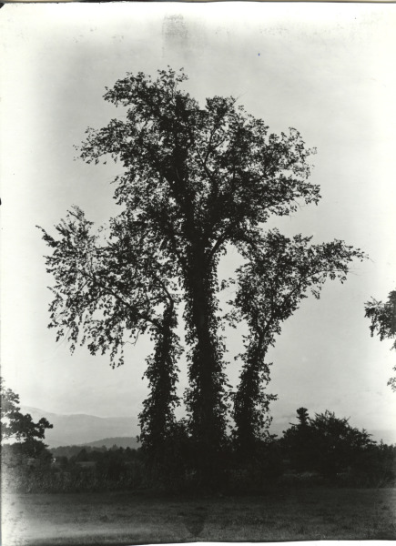 Scaled image s01375.jpg 