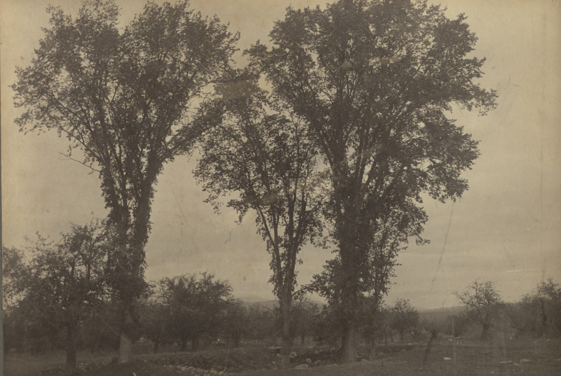 Scaled image s01008.jpg 