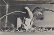 Thumbnail s00233.jpg 