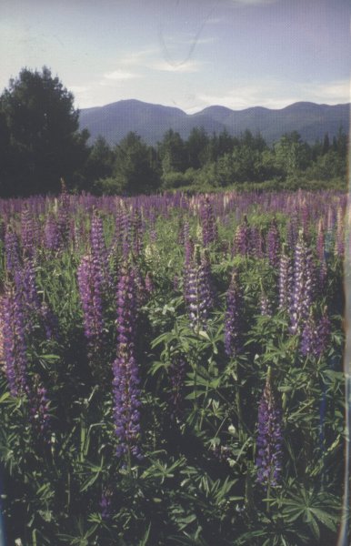 Scaled image s00607.jpg 