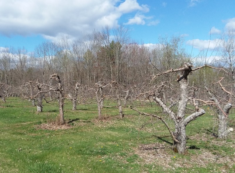 Scaled image Pleasant_Valley_orchard.jpg 
