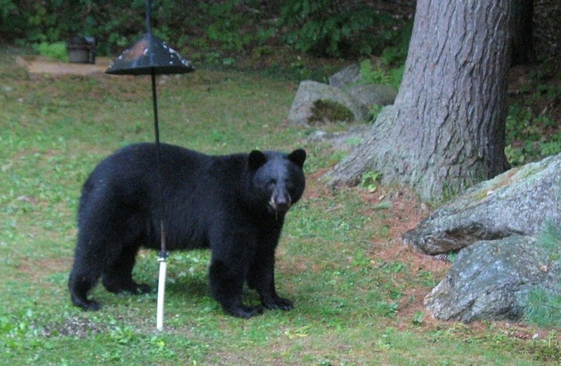 Scaled image Teddy_2_2018.JPG 