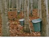 Thumbnail maple_sap_buckets.jpg 