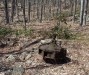 Thumbnail s_wolfe._mill_relic.jpg 